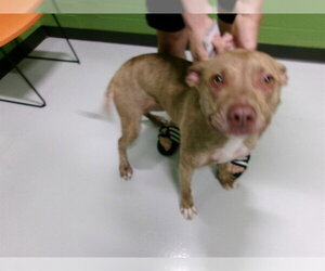 Mutt Dogs for adoption in Temple, TX, USA