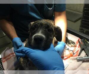Mastiff-Unknown Mix Dogs for adoption in Riverside, CA, USA