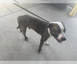 Mutt Dogs for adoption in Texas City, TX, USA