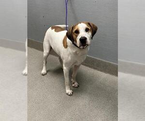 Bloodhound-Unknown Mix Dogs for adoption in Las Vegas, NV, USA