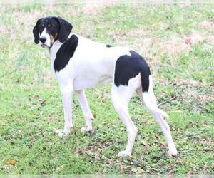 Black and Tan Coonhound-Labrador Retriever-Unknown Mix Dogs for adoption in Cary, NC, USA