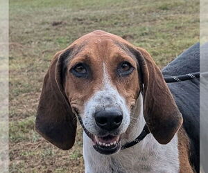 Treeing Walker Coonhound Dogs for adoption in Canton, CT, USA