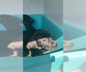 Labrador Retriever-Unknown Mix Dogs for adoption in Houston, TX, USA