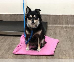 Pomeranian Dogs for adoption in Pasadena, CA, USA