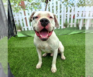 Boxer-Mastiff Mix Dogs for adoption in Long Beach, CA, USA