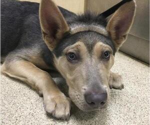 Mutt Dogs for adoption in Riverside, CA, USA