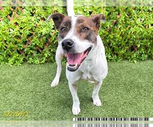 American Pit Bull Terrier-Unknown Mix Dogs for adoption in West Palm Beach, FL, USA