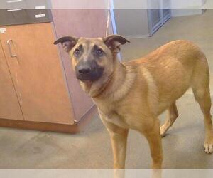 German Shepherd Dog Dogs for adoption in Sacramento, CA, USA