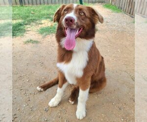 Australian Shepherd Dogs for adoption in Long Beach, CA, USA