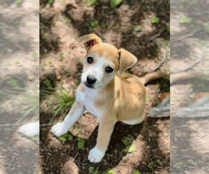 Cojack Dogs for adoption in Kannapolis, NC, USA