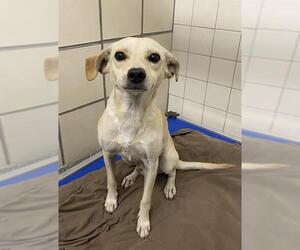 Chihuahua Dogs for adoption in Pasadena, TX, USA