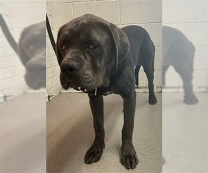 Mutt Dogs for adoption in San Bernardino, CA, USA
