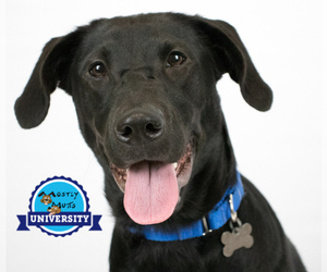 Labrador Retriever Dogs for adoption in Kennesaw, GA, USA