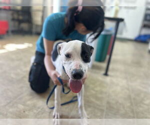 American Staffordshire Terrier-Unknown Mix Dogs for adoption in Raleigh, NC, USA