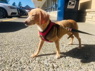Chiweenie Dogs for adoption in Bellevue, WA, USA