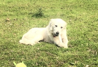 Great Pyrenees Dogs for adoption in fort worth, TX, USA