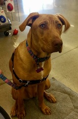 Labrador Retriever Dogs for adoption in Mission Viejo, CA, USA