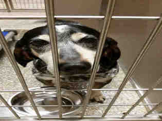 Medium Photo #1 Bluetick Coonhound Puppy For Sale in Waynesville, NC, USA