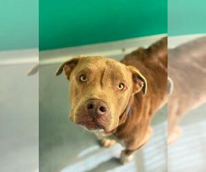 Mutt Dogs for adoption in Visalia, CA, USA
