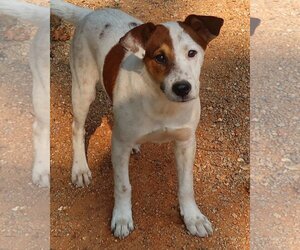 Labrador Retriever-Rat Terrier Mix Dogs for adoption in Green Forest, AR, USA