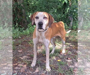 Mutt Dogs for adoption in Clarkesville, GA, USA