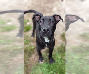Retriever -Unknown Mix Dogs for adoption in Belleville, MI, USA