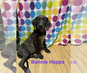 Labrador Retriever-Unknown Mix Dogs for adoption in Ball Ground, GA, USA