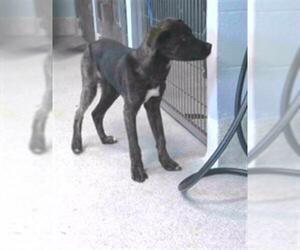 Dutch Shepherd -Unknown Mix Dogs for adoption in Tallahassee, FL, USA