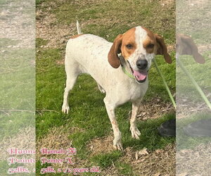 Pointer-Unknown Mix Dogs for adoption in pomfret, CT, USA