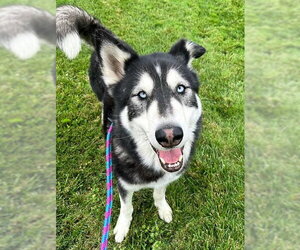 Siberian Husky Dogs for adoption in Sacramento, CA, USA