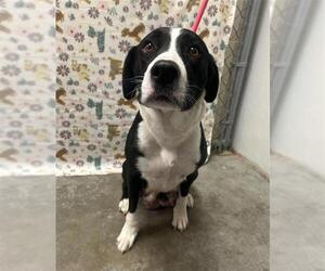 Borador Dogs for adoption in Rosenberg, TX, USA