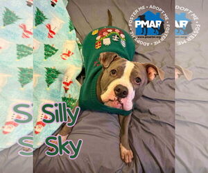 Mutt Dogs for adoption in Binghamton, NY, USA
