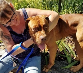Dogue de Bordeaux Dogs for adoption in Helena, AL, USA