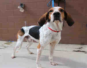 English Coonhound-Unknown Mix Dogs for adoption in Bowling Green, OH, USA