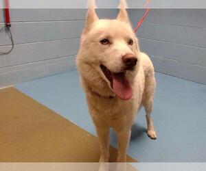 Siberian Husky-Unknown Mix Dogs for adoption in Moreno Valley, CA, USA