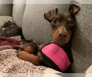 Miniature Pinscher Dogs for adoption in Whitehouse Station, NJ, USA