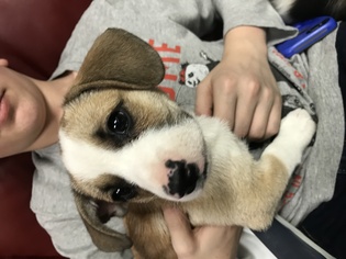 Medium Photo #1 Beagle-Unknown Mix Puppy For Sale in Hudson, CO, USA