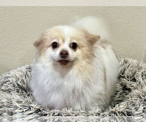 Pomeranian Dogs for adoption in Sioux Falls, SD, USA