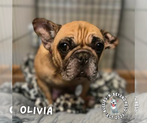 French Bulldog Dogs for adoption in Omaha, NE, USA