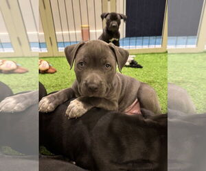 American Bulldog-Unknown Mix Dogs for adoption in Sanford, FL, USA