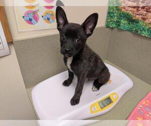 Mutt Dogs for adoption in Moreno Valley, CA, USA