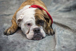 Bulldog Dogs for adoption in Waynesboro, PA, USA