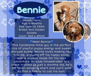 Goldendoodle (Miniature) Dogs for adoption in Rancho Cordova, CA, USA