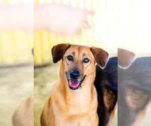 Affenpinscher Dogs for adoption in El Cajon, CA, USA