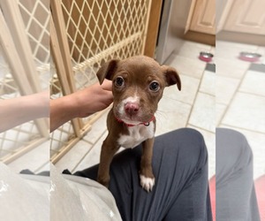 Mutt Dogs for adoption in Woodbury, NY, USA