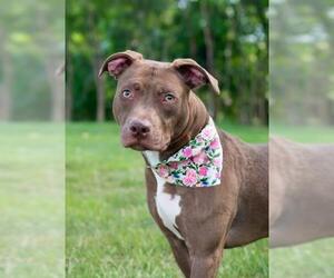 American Pit Bull Terrier Dogs for adoption in Derwood, MD, USA