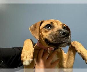 Boxer-Unknown Mix Dogs for adoption in Orange, CA, USA