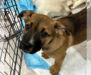 Mutt Dogs for adoption in Palatine/Kildeer/Buffalo grove, IL, USA