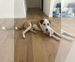 American Pit Bull Terrier Dogs for adoption in Woodland, CA, USA