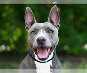 American Staffordshire Terrier Dogs for adoption in Tavares, FL, USA